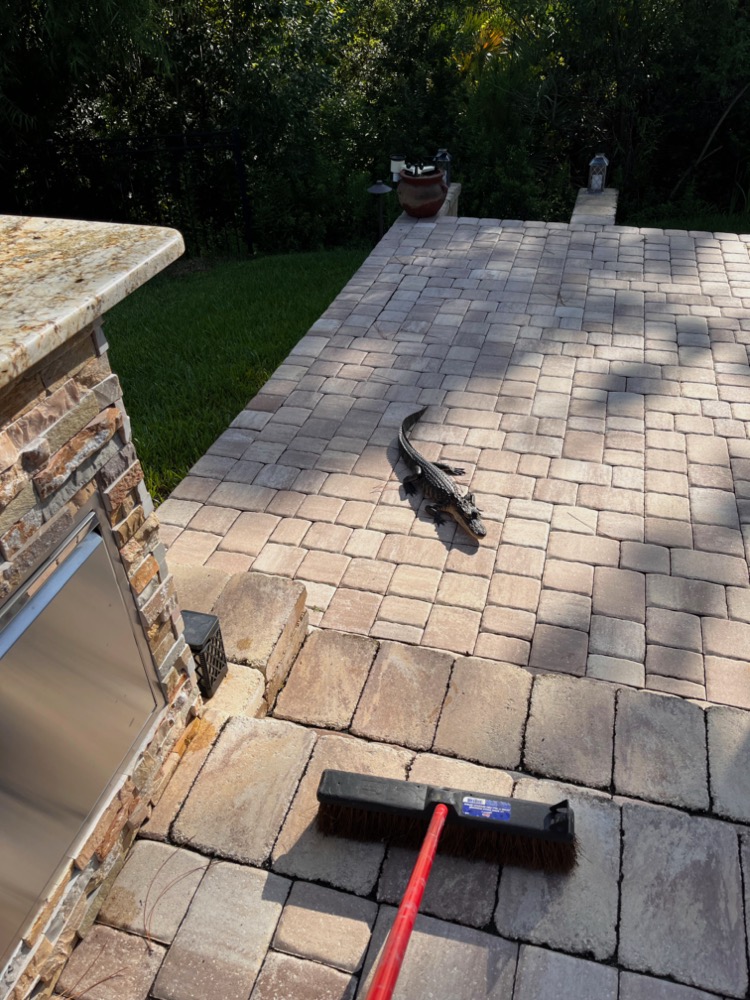 Little gator on paver patio with push-broom in the frame